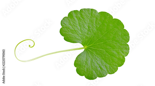 Fresh green Centella asiatica leaf with a long curling petiole stem