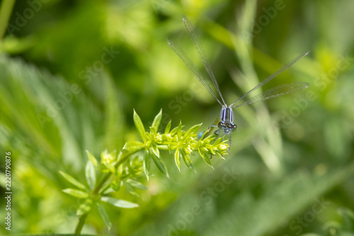Azurjungfer, Libelle, Kleinlibelle, Insekt, Tier, blau, Flügel, frontal, Gras, Pflanze, sitzen, Auge, Natur, 