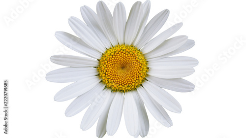 Obraz na plátně Single white daisy flower with yellow center and long thin petals