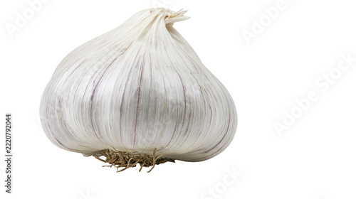 Whole fresh garlic bulb with white papery skin and fibrous roots