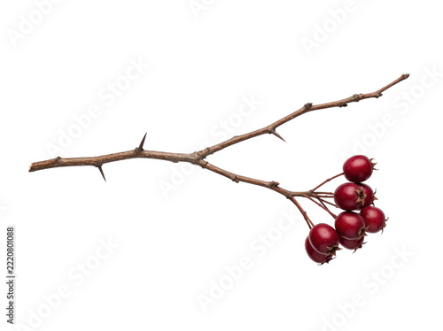 A single hawthorn branch with sharp thorns and a cluster of ripe red berries on transparent background