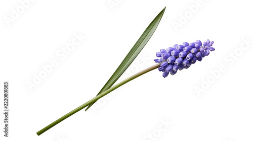 Fotografie Single purple grape hyacinth flower with green leaf and stem