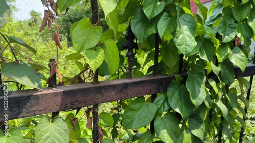 Close-up photograph of lush green ivy and climbing vines growing over an old, rusty black iron metal fence on a sunny day