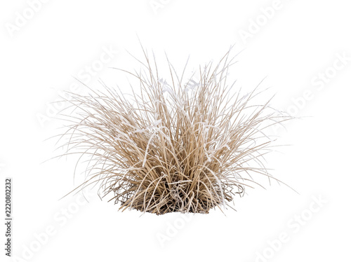 Frost covered ornamental grass clump isolated on a clean transparent background for seasonal design