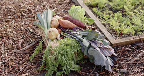 Starting focus shifts, camera is revealing woven harvest basket beside raised bed