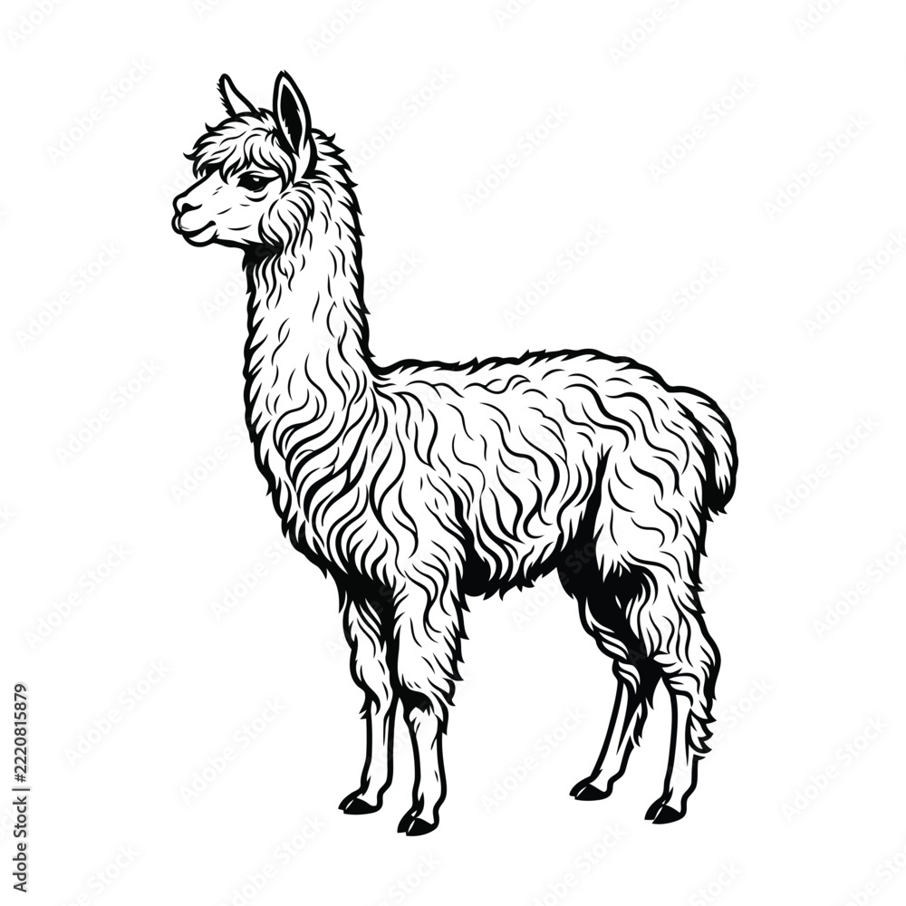 Fototapeta premium Llama standing in profile is depicted as a black silhouette