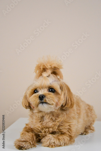 Fluffy Beige Maltipoo Puppy Looking at Camera While Lying Down