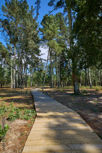 Wooden walkway through peaceful pine forest in Galicia Spain.