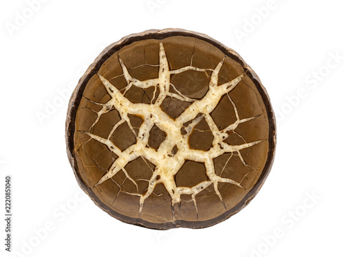 Polished septarian nodule specimen with intricate calcite veins isolated on transparent background