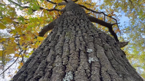 woodpecker on tree