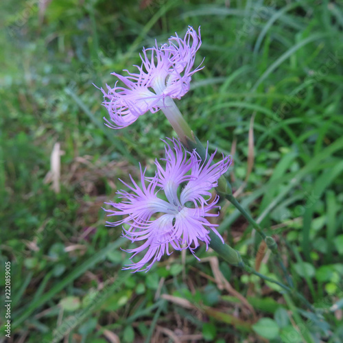 日本で秋にカワラナデシコがピンク色の花を咲かせています