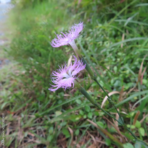 日本で秋にカワラナデシコがピンク色の花を咲かせています
