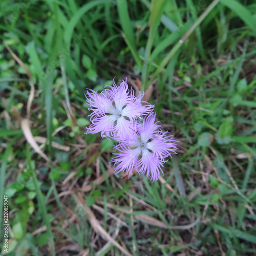 日本で秋にカワラナデシコがピンク色の花を咲かせています