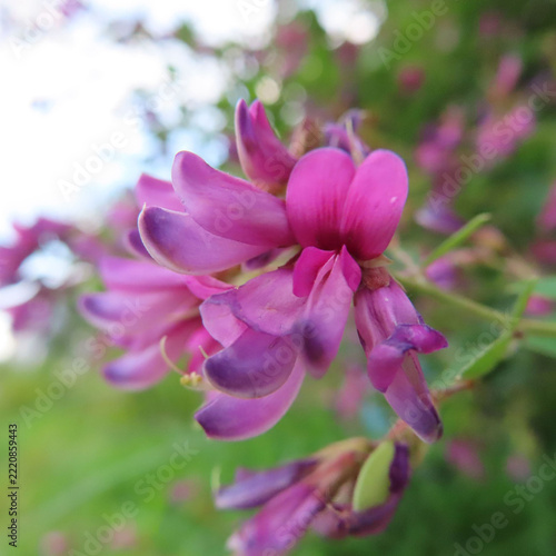 日本で秋にヤマハギがピンク色の花を咲かせています