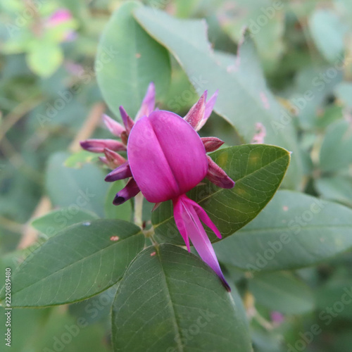 日本で秋にヤマハギがピンク色の花を咲かせています