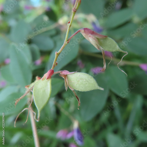 日本で秋にヤマハギがピンク色の花を咲かせています