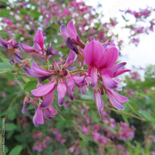日本で秋にヤマハギがピンク色の花を咲かせています