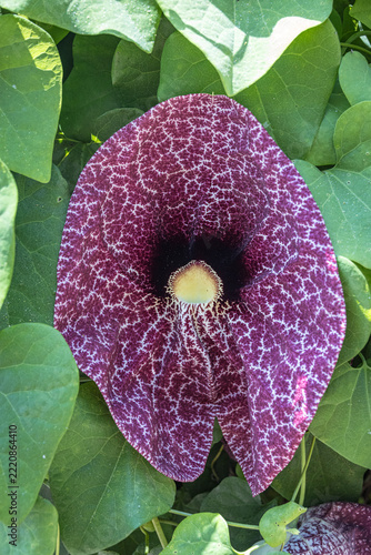 Elegant Dutchman's Pipe, or Calico flower (Aristolochia elegans)