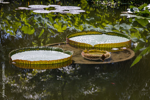Santa Cruz water lilies (Victoria cruziana)