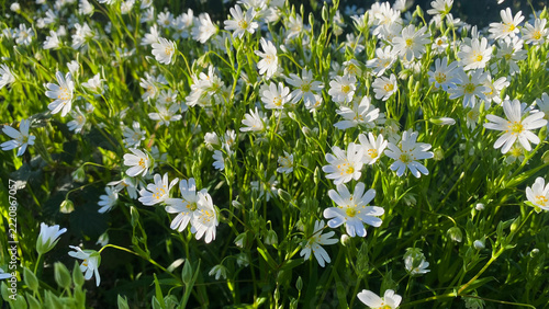 Greater Stitchwort (Stellaria holostea) blooming in the warm sunshine.
