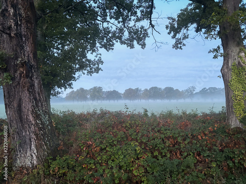 Misty Autumn Landscape Framed by Historic Trees in the Countryside