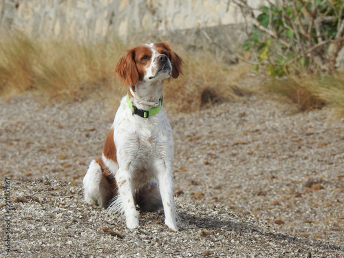 Spaniel breton
