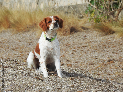 Spaniel breton
