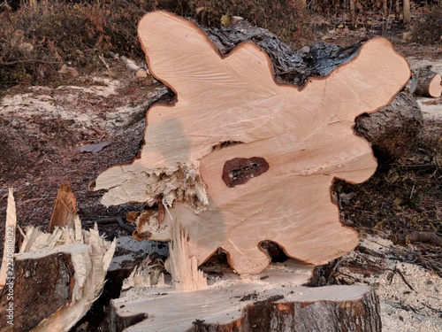 Fotografie Large felled tamarind tree trunk lying near fresh cut stump showing natural wood texture