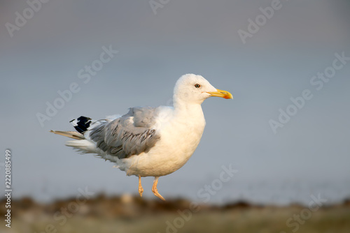 Caspian Gull (Larus cachinnans) standing on a sandy shore against a soft blurred background.