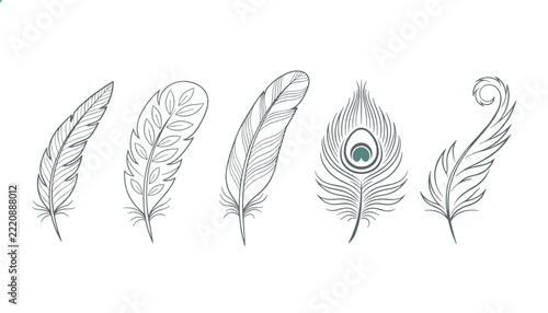 Collection of five unique vintage style feathers including a peacock plume is beautifully drawn in elegant line art.