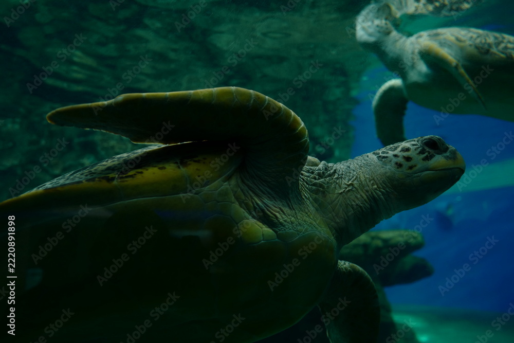 Fototapeta premium sea turtle swimming