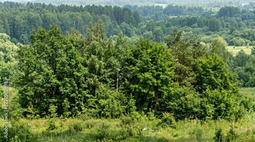 forest in the mountains