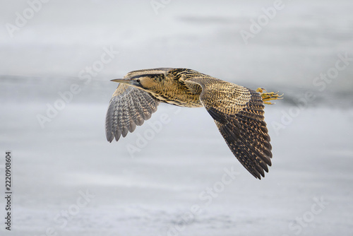 Eurasian bittern (Botaurus stellaris)
