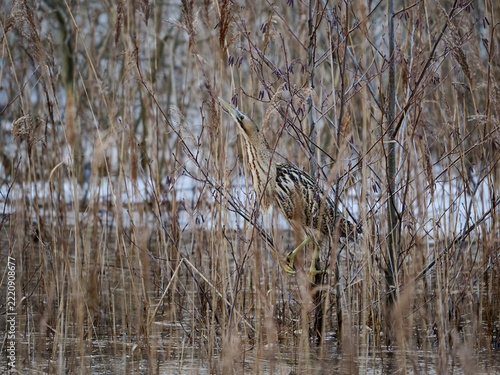 Eurasian bittern (Botaurus stellaris)