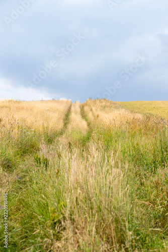 Feldweg Wiesenweg durch eine Sommerliche Wiese