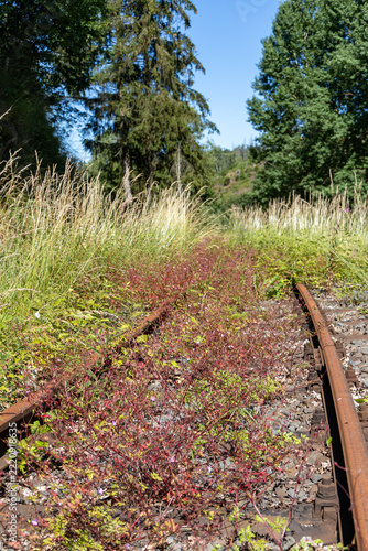 zugewucherte Gleise Strecke Selketalbahn Alexisbad Harzgerode