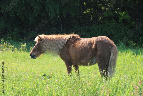 Braunes Pferd steht auf einer Wiese in der Sonne