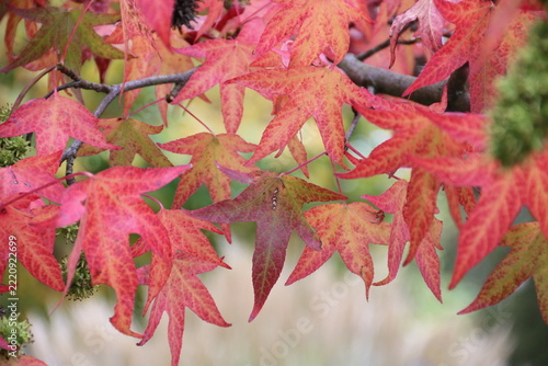 Schöne bunte Blätter vom Japanischen Ahorn im Herbst