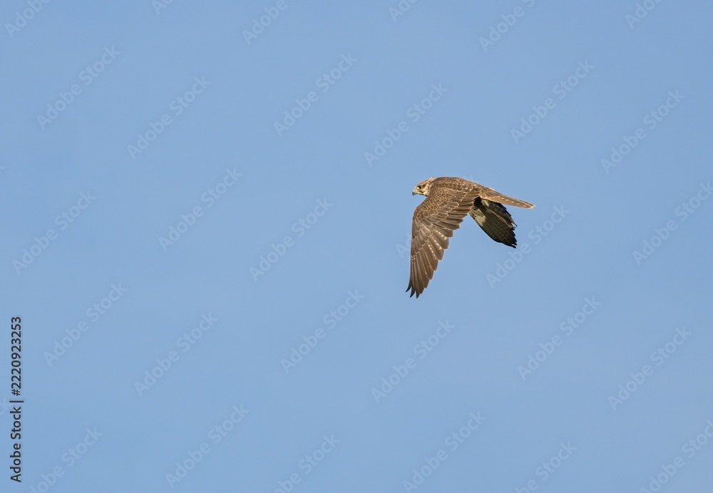 Obraz premium Saker falcon (Falco cherrug)