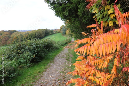 Feldweg im Herbst zwischen Wald und Wiese
