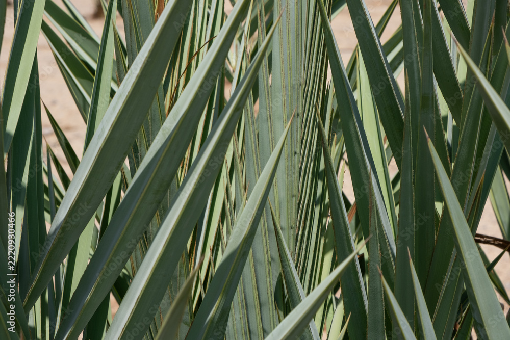 Fototapeta premium Close-up texture of sharp green date palm fronds leaves geometric natural pattern