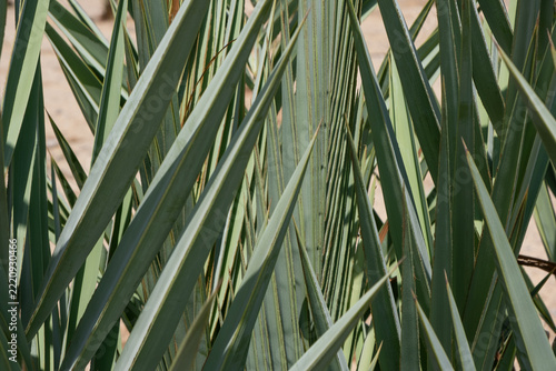 Close-up texture of sharp green date palm fronds leaves geometric natural pattern