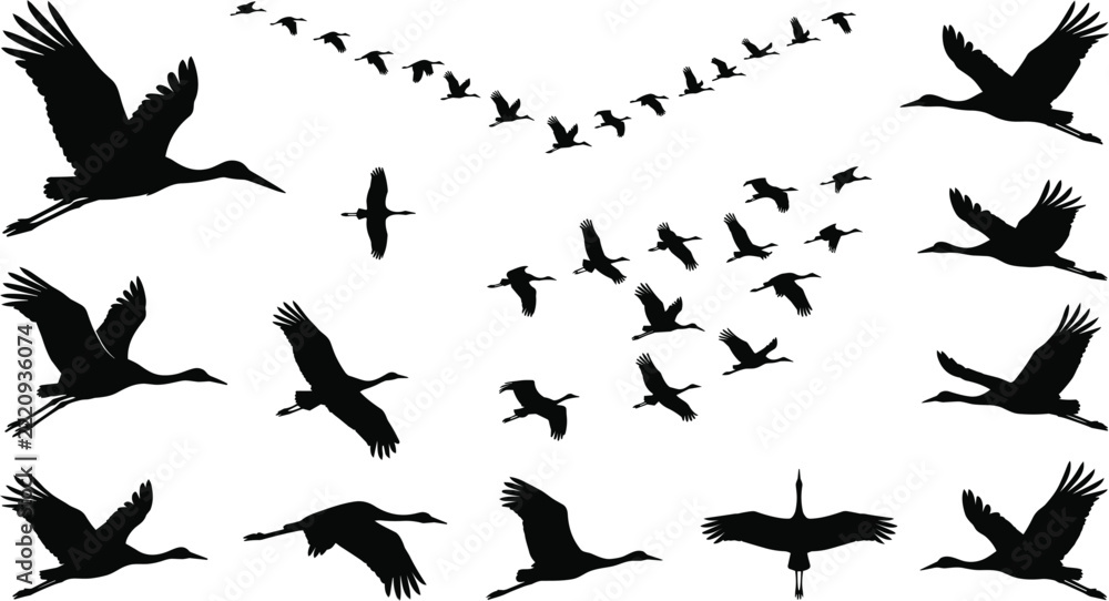 Fototapeta premium Flying Stork and Crane Bird Silhouette Vector Set with Migrating Flocks in V Shape Formation Graphics for Nature Designs