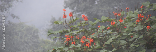Himalayan Coral Tree on a rainy day in Darjeeling, India.