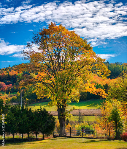 Beautiful autumn landscape with yellow trees