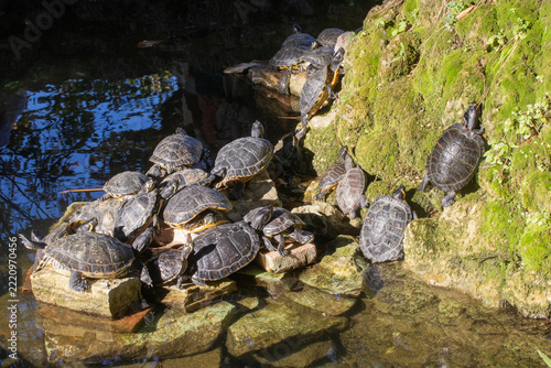 Terrapins resting in the sun at Trani Public Gardens, Puglia, Italy