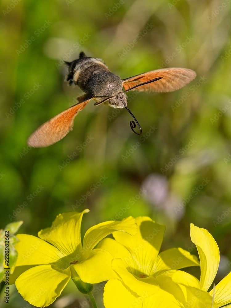 Obraz premium Sfinge del galio - Macroglossum stellatarum
