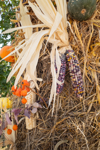 Corn Cobs Hanging in Autumn, Rustic Fall Harvest Decoration