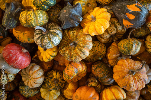 Colorful Assorted Pumpkins and Gourds Top View, Autumn Harvest Seamless Texture Background