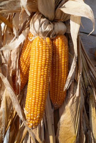 Corn Cobs Hanging in Autumn, Rustic Fall Harvest Decoration